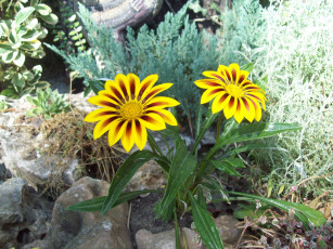 Картинка цветы газания