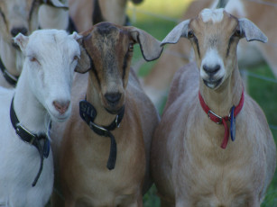 Картинка животные козы