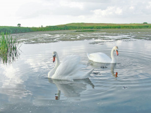 Картинка животные лебеди