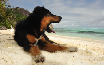 Картинка авт мария фоменко животные собаки