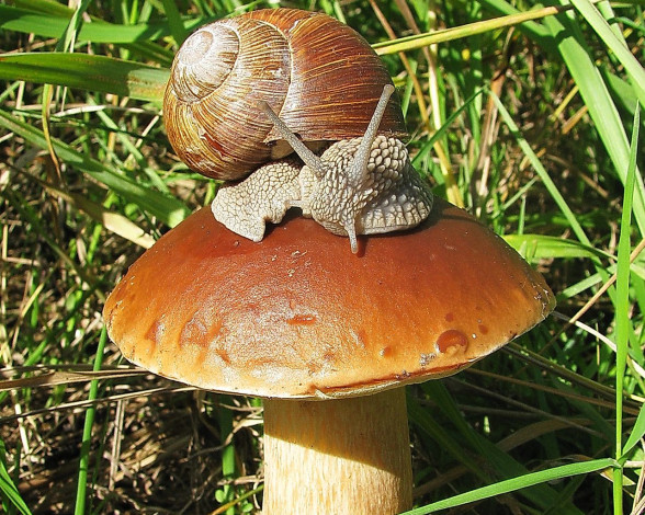 Обои картинки фото животные, улитки