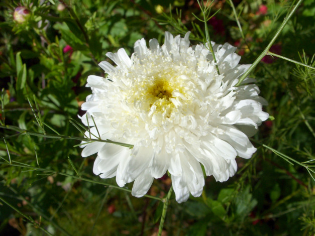 Обои картинки фото цветы, астры