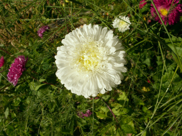 Обои картинки фото цветы, астры