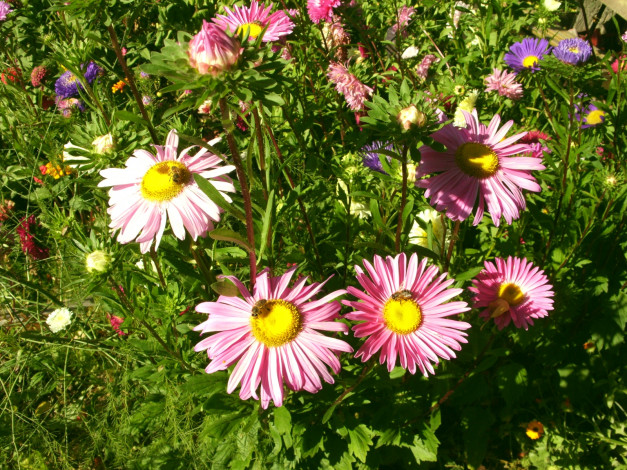 Обои картинки фото цветы, астры