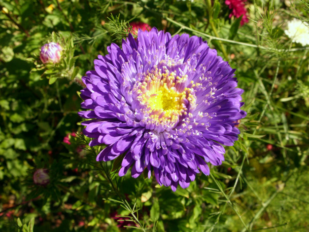 Обои картинки фото цветы, астры