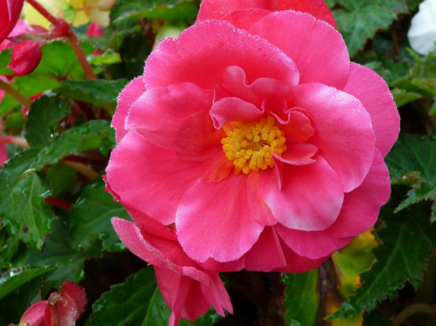 Обои картинки фото цветы, бегония