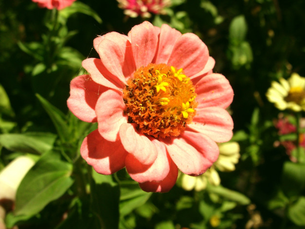 Обои картинки фото цветы, цинния