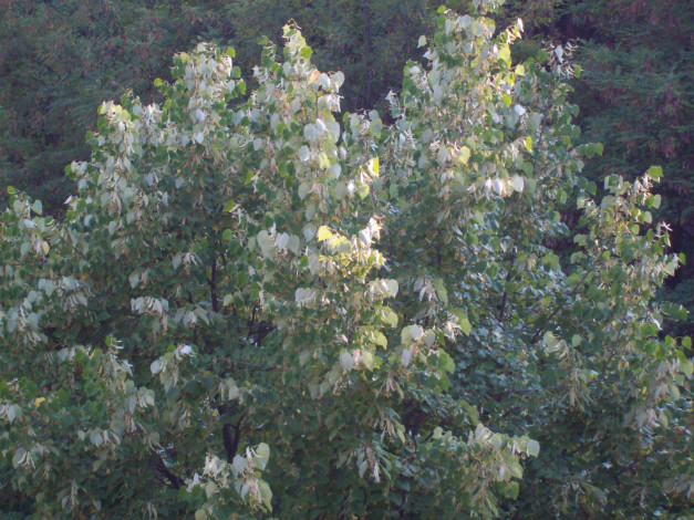 Обои картинки фото природа, деревья