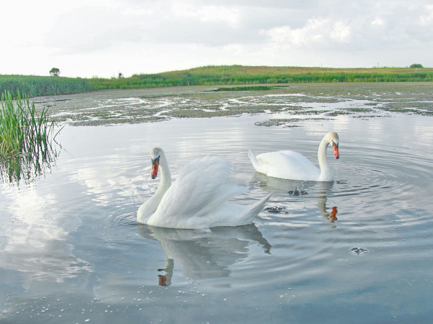 Обои картинки фото животные, лебеди