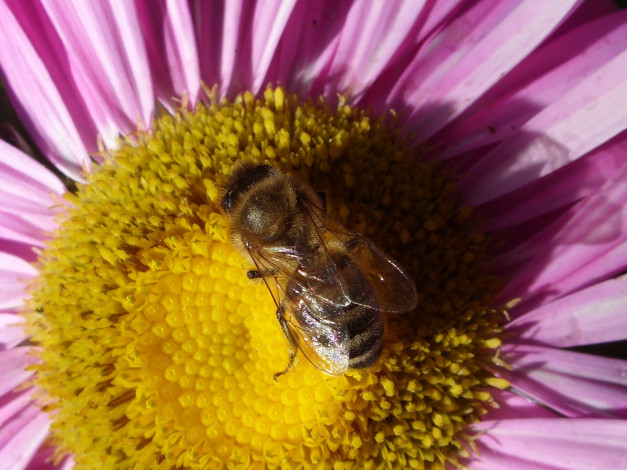 Обои картинки фото животные, пчелы, осы, шмели