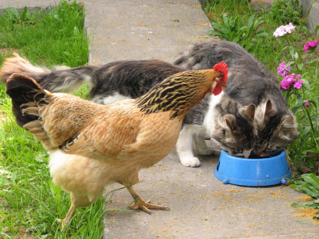 Обои картинки фото животные, разные, вместе