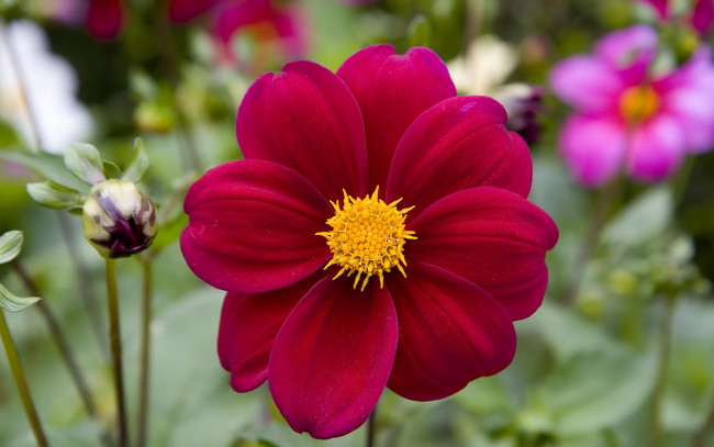 Обои картинки фото цветы, георгины