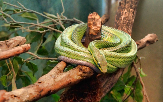 Обои картинки фото животные, змеи, питоны, кобры