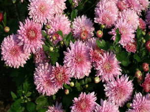Картинка цветы хризантемы много розовый