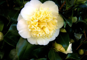 Картинка камелия цветы камелии круглый белый