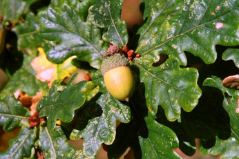 Картинка природа шишки жёлуди каштаны желудь дуб листья