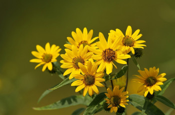Картинка цветы рудбекия жёлтые лепестки