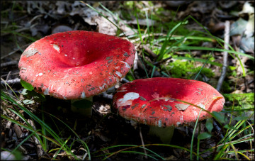 Картинка природа грибы трава лес