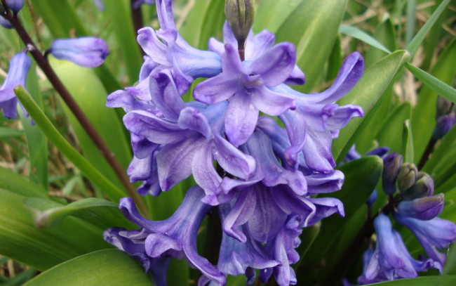 Обои картинки фото цветы, гиацинты, весна, лепестки