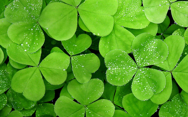 Обои картинки фото природа, листья, капли, роса