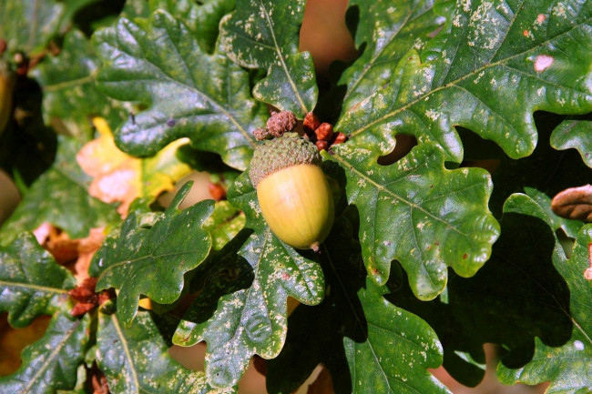 Обои картинки фото природа, шишки, жёлуди, каштаны, желудь, дуб, листья