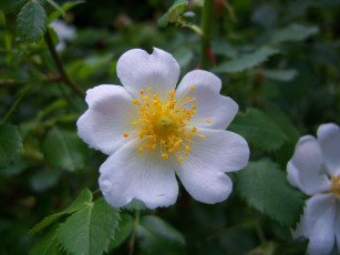 Картинка цветы шиповник