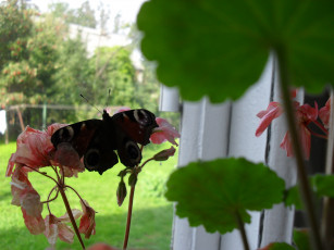 Картинка павлиний глаз животные бабочки герань