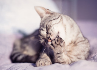 Картинка животные коты мойдодыр