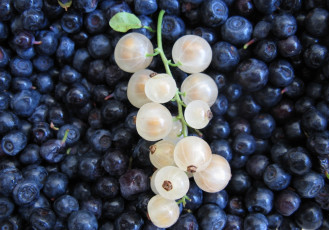 Картинка еда фрукты ягоды черника белая смородина
