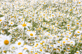 Картинка цветы ромашки луг