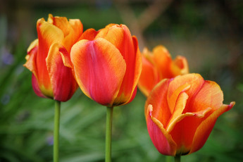 Картинка цветы тюльпаны бутоны