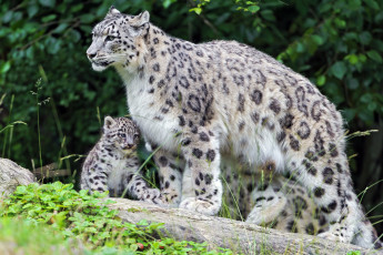 Картинка животные снежный барс ирбис мама малыш