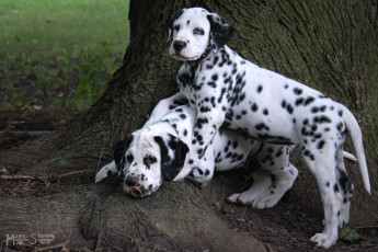 Картинка животные собаки пятна щенки далматинцы