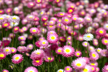 Картинка цветы бессмертник много розовый