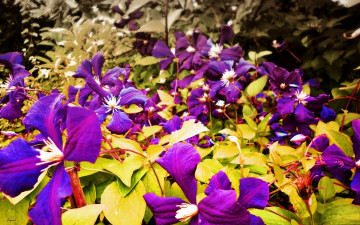 Картинка цветы клематис ломонос синий