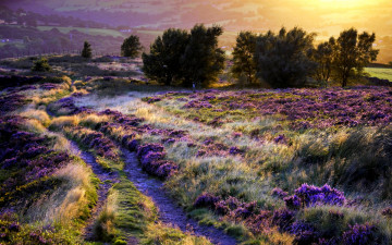 Картинка field of glory природа поля колея трава поле