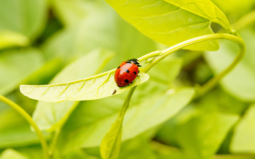 Картинка животные божьи коровки трава зеленый красный божья коровка