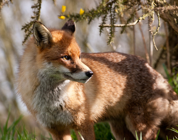 Обои картинки фото животные, лисы, рыжая