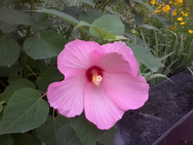 Обои картинки фото цветы, гибискусы, розовые