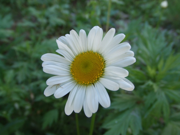 Обои картинки фото цветы, ромашки, ромашка