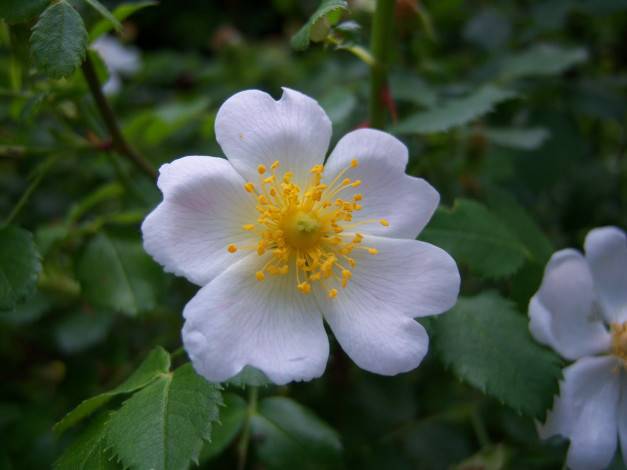 Обои картинки фото цветы, шиповник