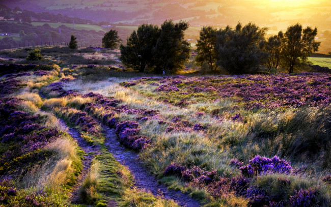 Обои картинки фото field, of, glory, природа, поля, колея, трава, поле