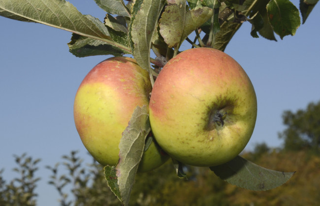 Обои картинки фото природа, плоды, яблоки, ветка