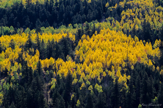 Обои картинки фото природа, лес, деревья, осень