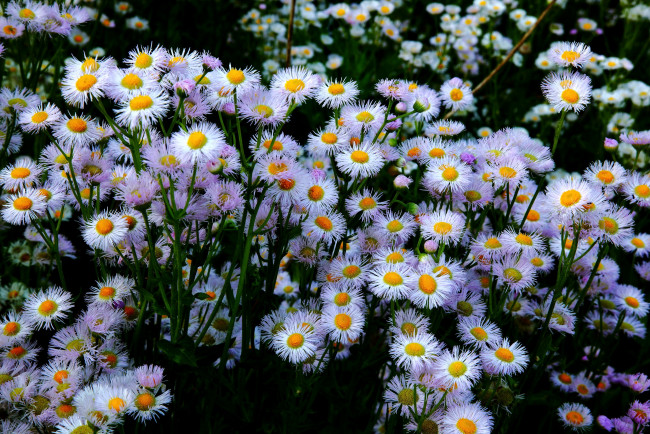 Обои картинки фото цветы, астры, ромашки