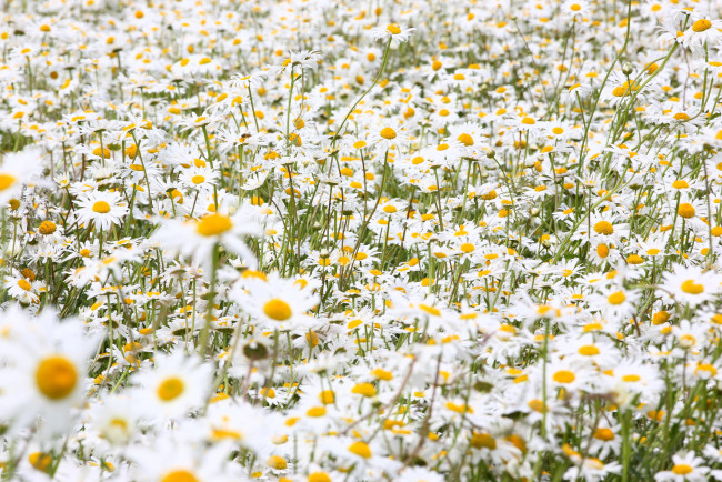 Обои картинки фото цветы, ромашки, луг