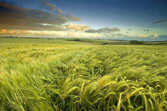 Обои картинки фото природа, поля, колоски, ячмень
