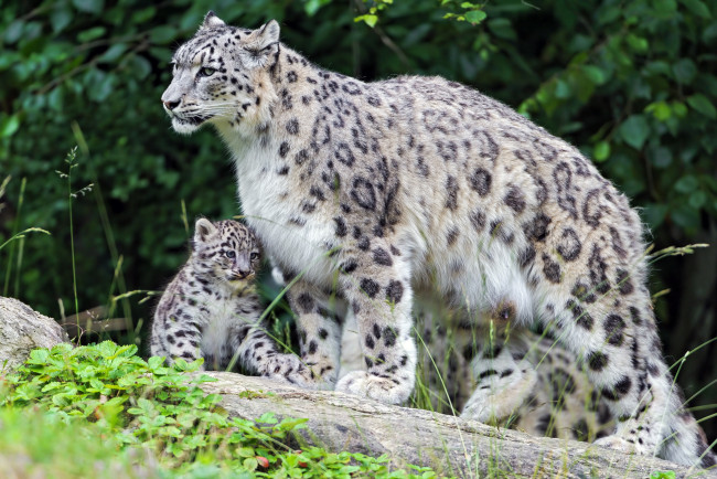 Обои картинки фото животные, снежный, барс, ирбис, мама, малыш