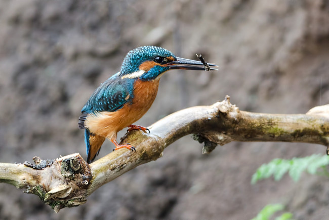 Обои картинки фото животные, зимородки, клюв, добыча, ветка