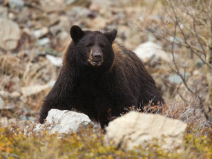 Картинка животные медведи камни топтыгин